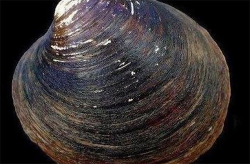 世界上最長壽的動物 北極圓蛤活了507歲