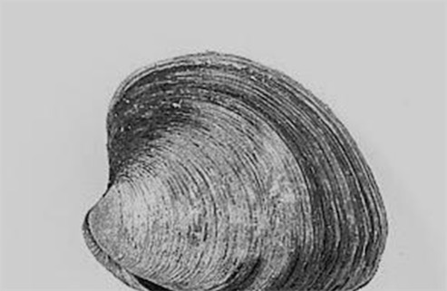 世界上最長壽的動物 北極圓蛤活了507歲