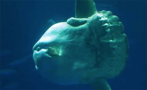 世界上最愛曬太陽的魚 翻車魚喜歡側躺在海面進行日光浴