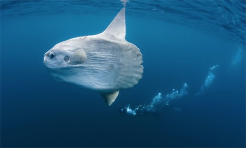 世界上最愛曬太陽的魚 翻車魚喜歡側躺在海面進行日光浴