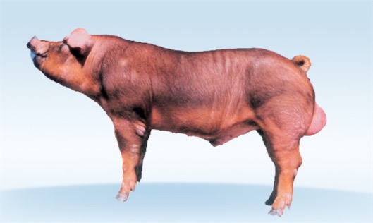 世界上最強(qiáng)壯的豬 杜洛克豬身體一半是肌肉