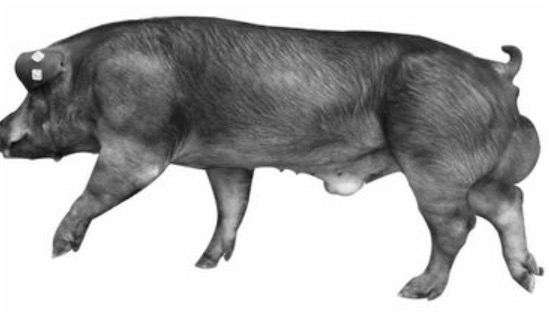 世界上最強(qiáng)壯的豬 杜洛克豬身體一半是肌肉