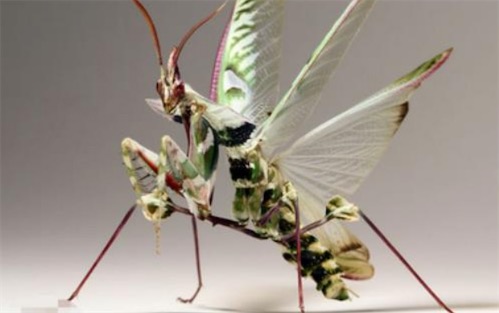 世界最大的螳螂 魔花螳螂約10.5-13 cm