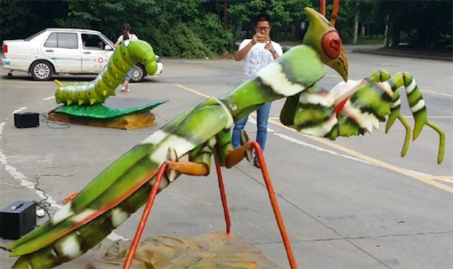 世界最大的螳螂 魔花螳螂約10.5-13 cm