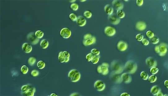 含蛋白質最多的植物 小球藻含蛋白質50%