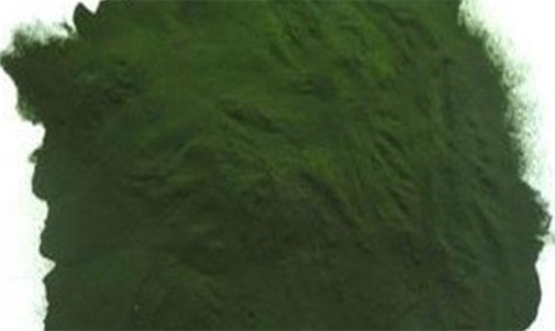 含蛋白質最多的植物 小球藻含蛋白質50%