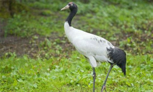 唯一的高原鶴類 黑頸鶴棲息于海拔5000米高原的沼澤地