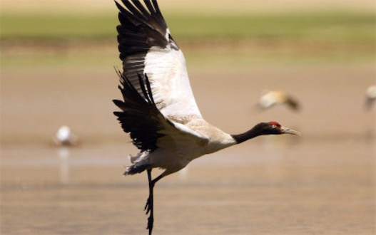 唯一的高原鶴類 黑頸鶴棲息于海拔5000米高原的沼澤地