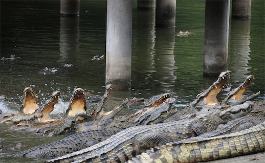 最大的鱷魚公園 廣州鱷魚公園占地2000余畝
