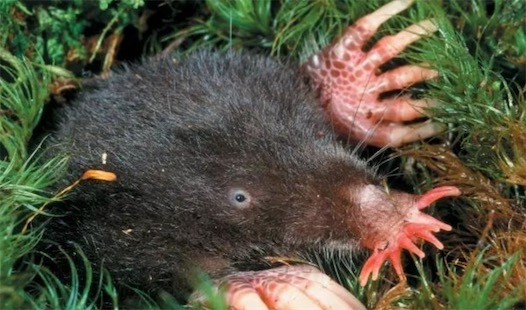 進食反應最快的哺乳動物 星鼻鼴鼠反應時間僅需1/4秒