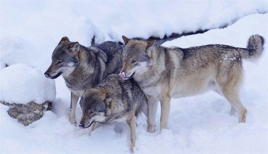現存最大的犬科動物 灰狼身長可達2.5米