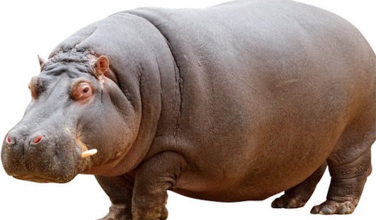 體重最重的偶蹄目動物 河馬體重可達4噸