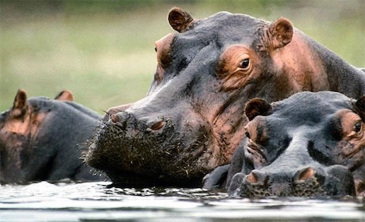 體重最重的偶蹄目動物 河馬體重可達4噸