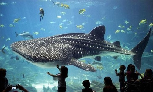 現存體型最大的軟骨魚 鯨鯊可達12米
