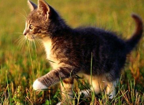 ����΢���tŰ؈�ֶΰlָ��С؈����15��犰������