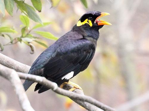 ���猦�R���������@���οͽ̕����R���P���]�W�������Z���@�������ο̈́e�̉Ą���