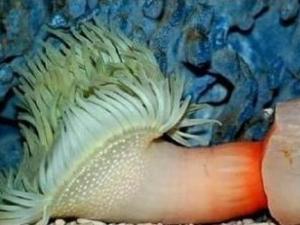 ?震驚,這是什么海洋生物長(zhǎng)得如此有型?求鑒定