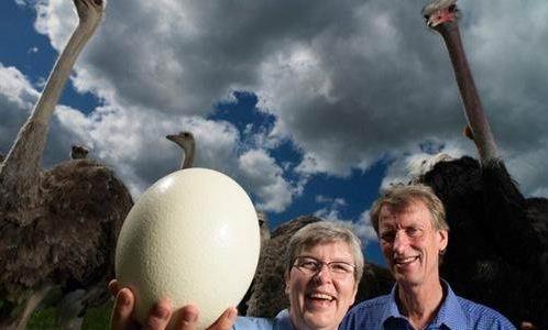 世界最重最大的鴕鳥蛋,世界最重的蛋是瑞典一家農場中的鴕鳥產下的,重達2.589公斤(5磅11.36盎司)。