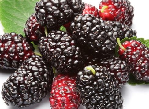 哺乳期能吃桑葚嗎?哺乳期吃桑葚有什么好處