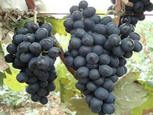 產婦坐月子能吃葡萄嗎？月子里可以吃葡萄嗎