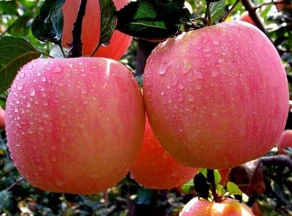 �a�D���Գ��O���᣿�a�D���O����ʲô��̎