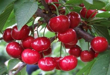 �a(ch��n)�D�ܳԙ��҆᣿�a(ch��n)�D�ԙ��ҵ�����