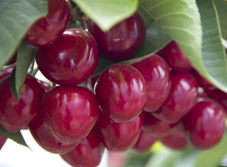 �������ܳԙ��҆᣿�����ڳԙ��ҵ�����