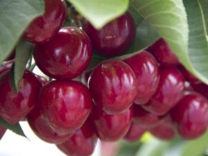 哺乳期能吃櫻桃嗎？哺乳期吃櫻桃的做法