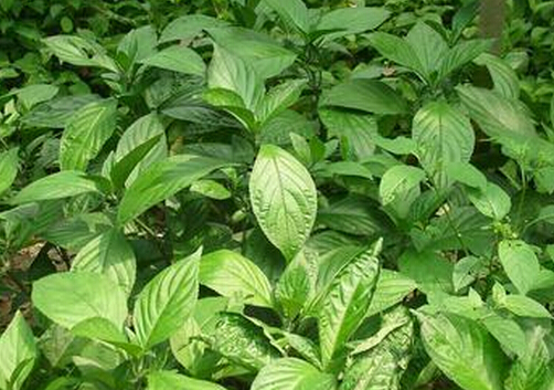 ���{(l��n)���Ĺ�Ч�c����-�������ܺȰ��{(l��n)���᣿