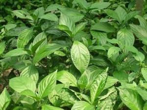 哺乳期能喝板藍根嗎？板藍根的功效與作用