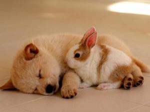 �����ﹷҧ������ô�k�����ﹷҧ�˼��ȴ�ʩ