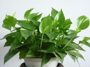 花草減壓:取悅你的感官世界、取悅生活很簡單