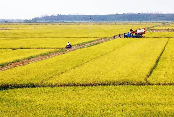 一畝地等于多少平方米?農村一畝地有多長多寬(土地單位換算技巧)