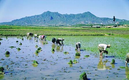 耕保基金是什么?一年補貼多少錢?哪些人可以領取怎么領取