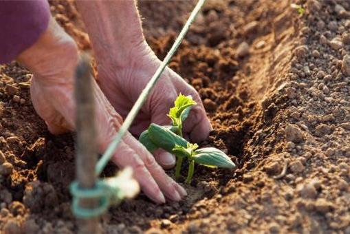 2021年家庭農場補貼領取需要什么條件?補貼標準是多少錢?