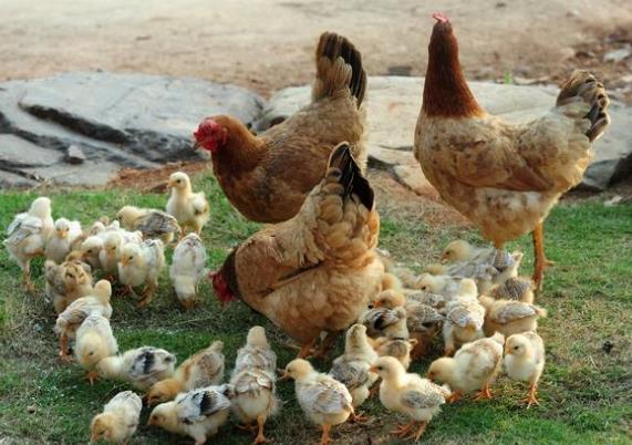 2021年家庭農場補貼領取需要什么條件?補貼標準是多少錢?