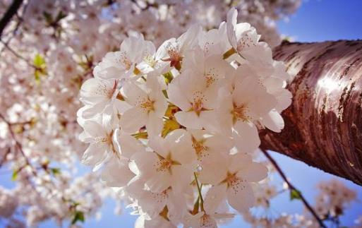 2021清明節(jié)去武漢還能看到櫻花嗎?武漢2021年五一還有櫻花嗎