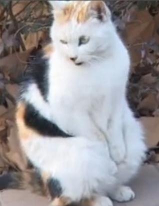 �Ͼ�ĳ��WУ�@������؈���u�����߼t�W�j���W�ѷQ���ֻ����܂�����