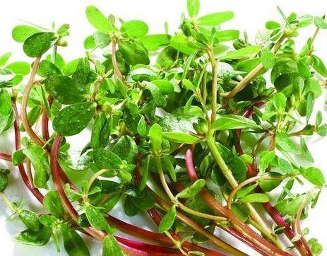 煮馬齒莧的水能洗眼睛嗎?馬齒莧泡水洗澡可以治療濕疹嗎