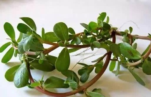 用馬齒莧怎么樣去白發(fā)?煮馬齒莧的水能洗頭嗎