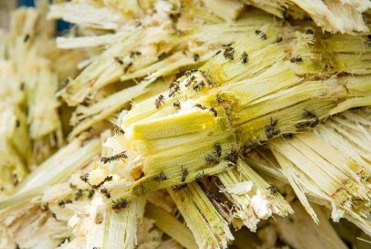 甘蔗冰糖雪梨水能治療什么咳嗽?甘蔗根熬水能治療什么咳嗽?