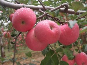 經期能吃蘋果嗎？經期吃蘋果好嗎