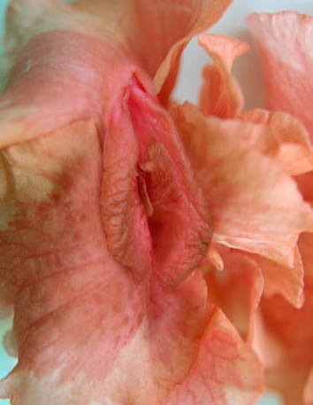 女性陰部真實照片:詳解健康女人真實完美陰道圖片【多圖】 女性陰部真實照片