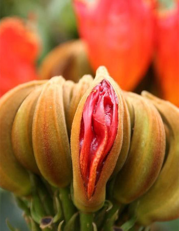 女性陰部真實照片:詳解健康女人真實完美陰道圖片【多圖】 女性陰部真實照片