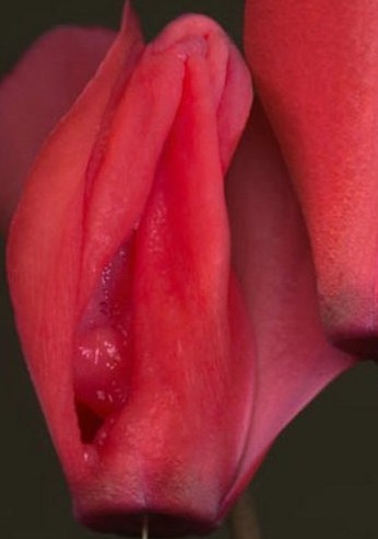 女性陰部真實照片:詳解健康女人真實完美陰道圖片【多圖】 女性陰部真實照片