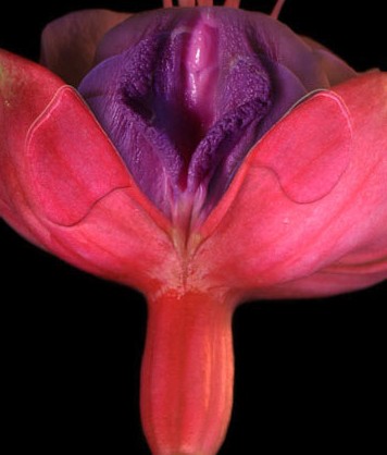 女性陰部真實照片:詳解健康女人真實完美陰道圖片【多圖】 女性陰部真實照片