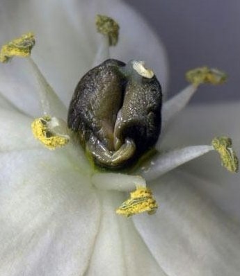 女性陰部真實照片:詳解健康女人真實完美陰道圖片【多圖】 女性陰部真實照片