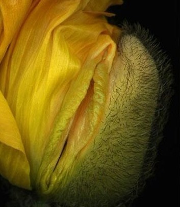 女性陰部真實照片:詳解健康女人真實完美陰道圖片【多圖】 女性陰部真實照片