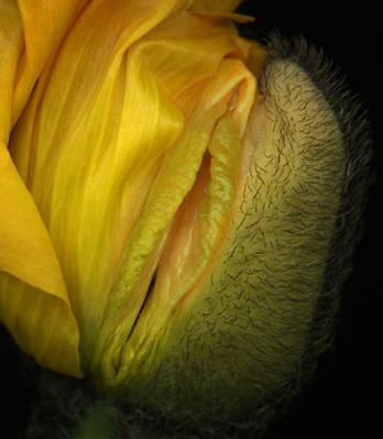 女性生殖器花圖片:11種長得像女人私處的花樣植物 女人生殖器11種圖片:11種女性生殖花樣形體圖