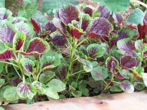 莧菜的營養價值-莧菜的做法